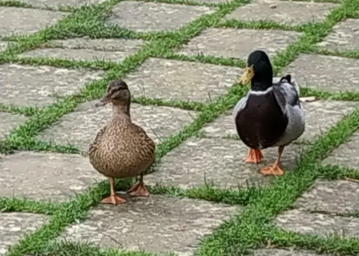 مزرعة للإقامة Fattoria Il Noce